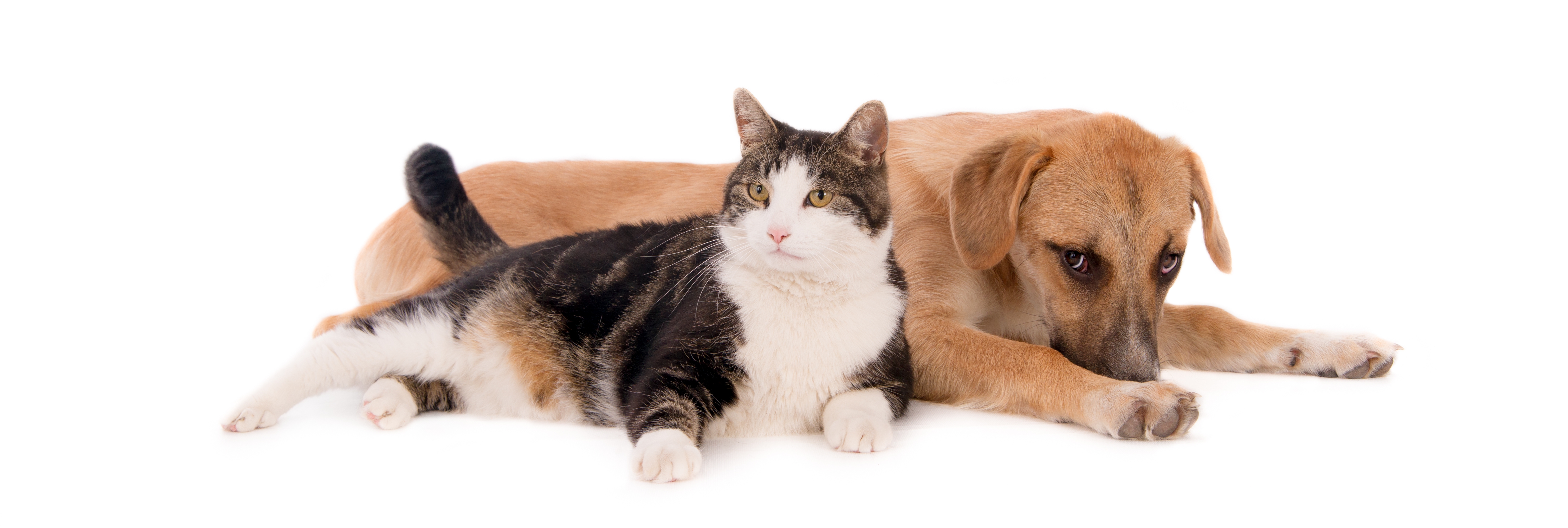 Artrose em cães e gatos